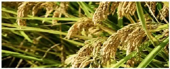 水稻喷施二甲四氯钠抗倒伏吗 | 农业答疑