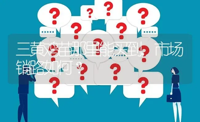 三黄鸡苗那里能买到,市场销路如何? | 养殖问题解答