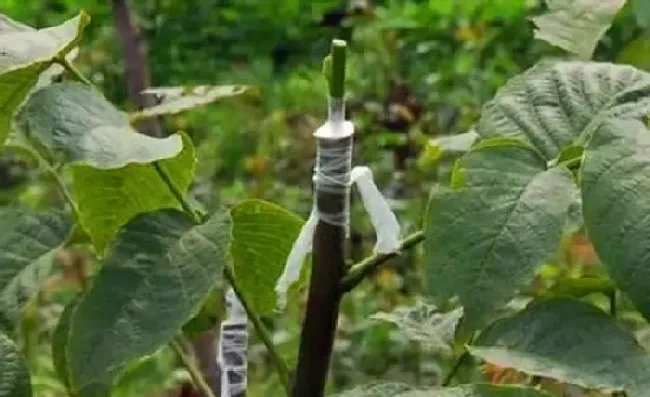 植物常识问题|嫁接花木用什么东西固定捆绑（嫁接花木多长时间拆掉包装）