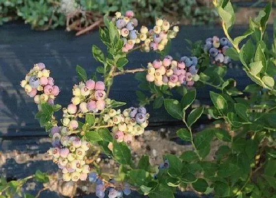 植物常识问题|中国十大名贵果树排名 最贵高端果树品种