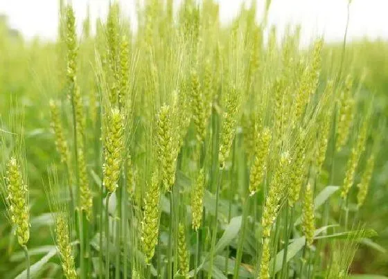 植物常识问题|小麦旺长用什么药控制（冬季小麦什么时候打控旺效果好）