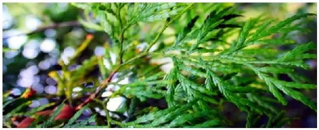 红桧是什么植物 | 农业常识