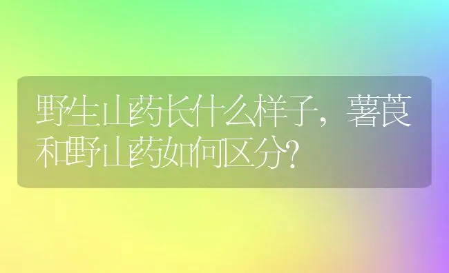 野生山药长什么样子,薯莨和野山药如何区分？ | 养殖常见问题