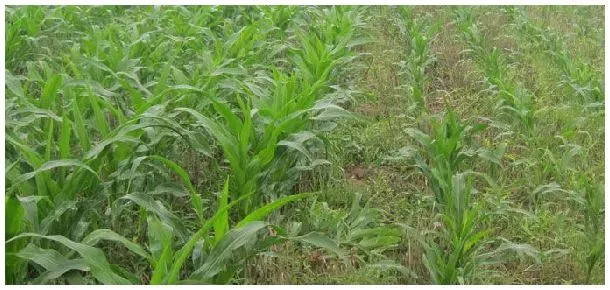 草甘磷除草剂生产厂家 | 三农答疑
