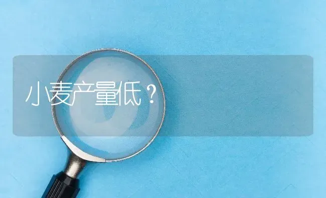 小麦产量低? | 养殖问题解答