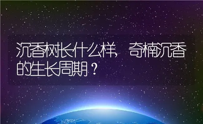 沉香树长什么样,奇楠沉香的生长周期？ | 养殖常见问题