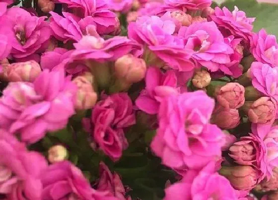 植物常识问题|长寿花冬春如何促花能轻松开成花球