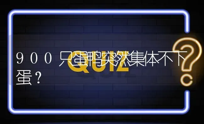 900只蛋鸭突然集体不下蛋? | 养殖问题解答