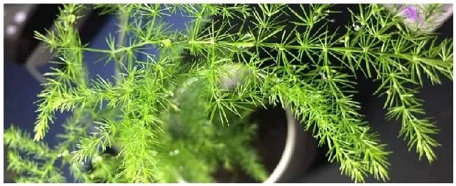 文竹什么时候浇水 | 农业问题