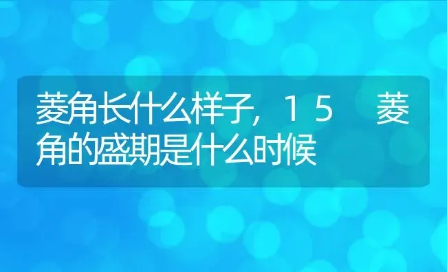 菱角长什么样子,15 菱角的盛期是什么时候 | 养殖常见问题