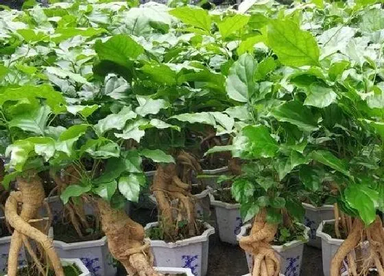 植物常识问题|幸福树能不能够扦插繁殖