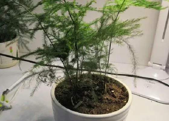 植物常识问题|刚栽种的文竹如何养长新根快