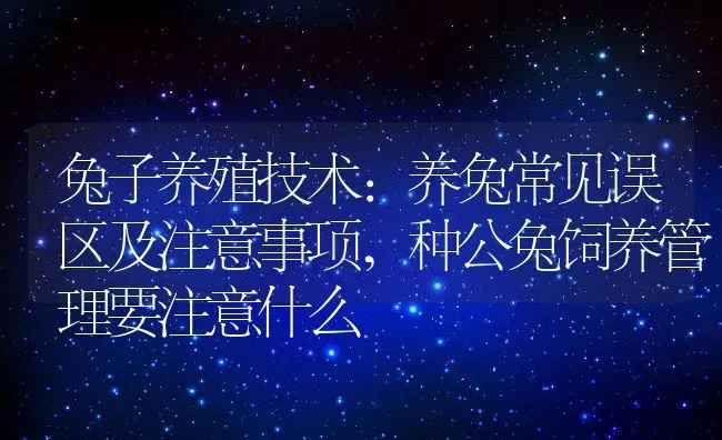 兔子养殖技术:养兔常见误区及注意事项,种公兔饲养管理要注意什么 | 养殖常见问题