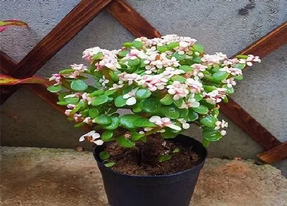 植物常识问题|怎么养玉树长成形态优美的老桩