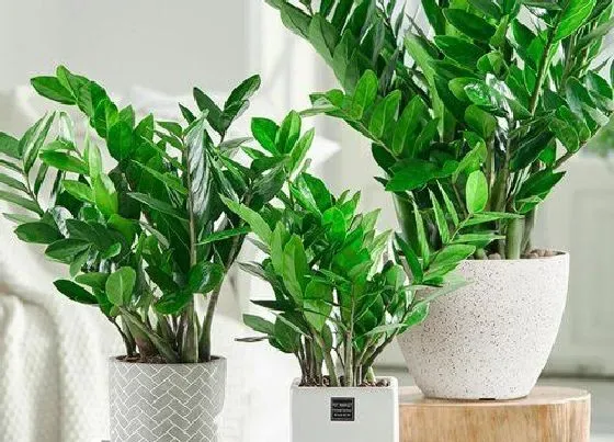 植物常识问题|金钱树怎么养护能够爆盆