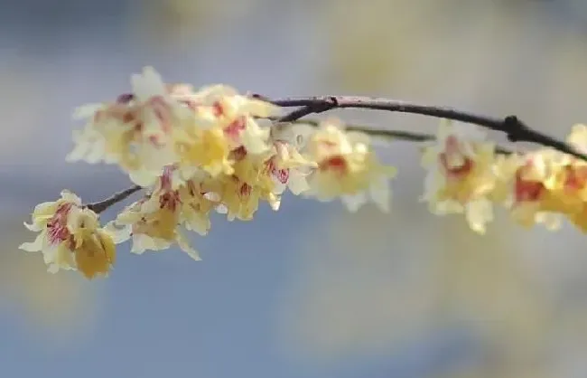 植物常识问题|梅花十大稀有品种