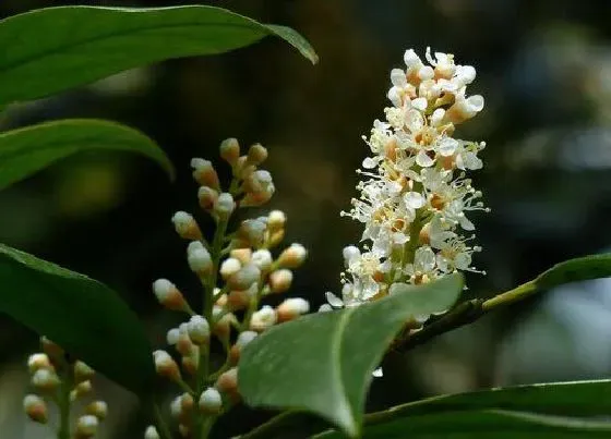 植物常识问题|8月养护桂花需要做好哪些事情