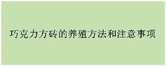 巧克力方砖的养殖方法和注意事项 | 三农答疑