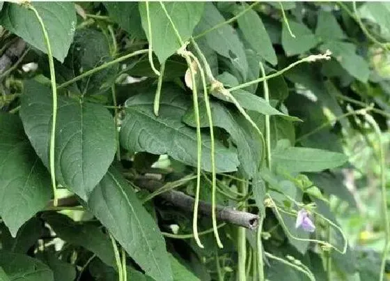 植物常识问题|豇豆怎样施肥产量高（豇豆的施肥料时间及技术要点）