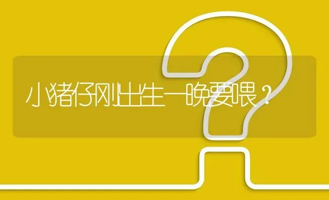 小猪仔刚出生一晚要喂? | 养殖问题解答