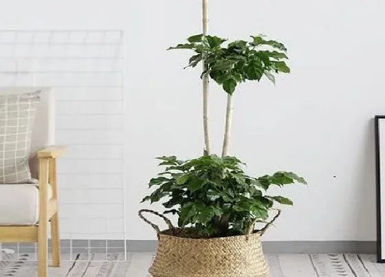 植物常识问题|幸福树能不能够扦插繁殖