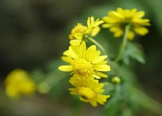 植物常识问题|菊花在什么季节开放  如何养护开花