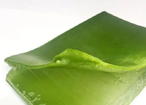 植物常识问题|用生芦荟擦脸的步骤  新鲜芦荟怎么处理才能涂脸