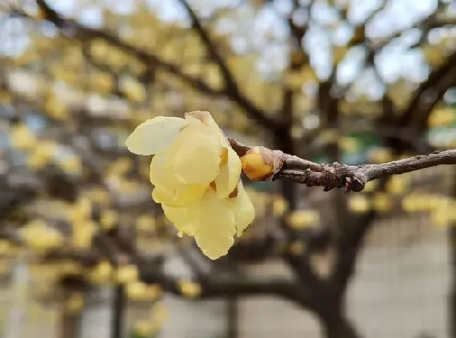 植物常识问题|梅花十大稀有品种