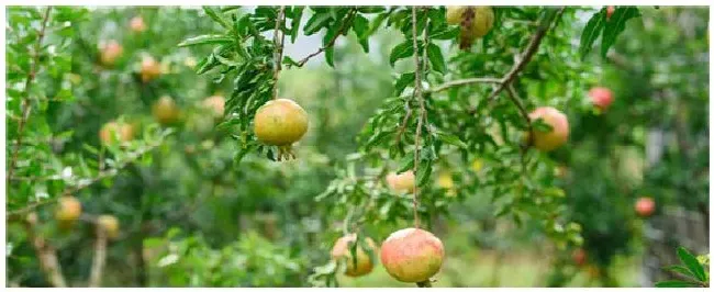 石榴的保花保果措施 | 三农答疑