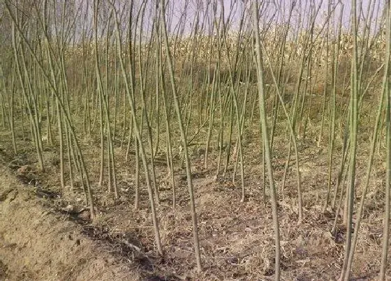 植物常识问题|旱柳和垂柳的区别