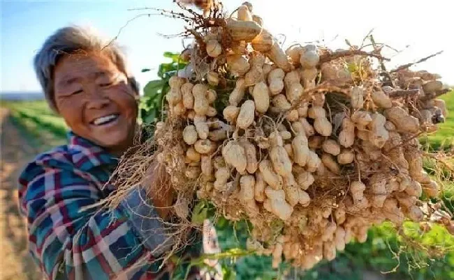 植物常识问题|春花生什么时间播种合适（春花生种植与管理注意事项）