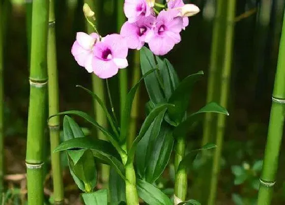 植物常识问题|石斛长什么样子图片