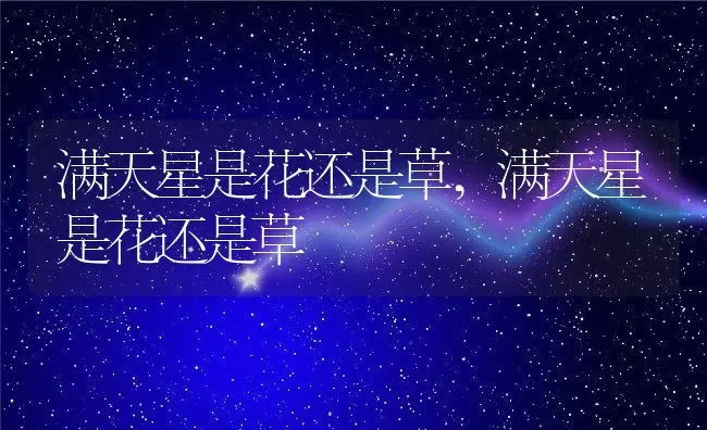 满天星是花还是草,满天星是花还是草 | 养殖常见问题