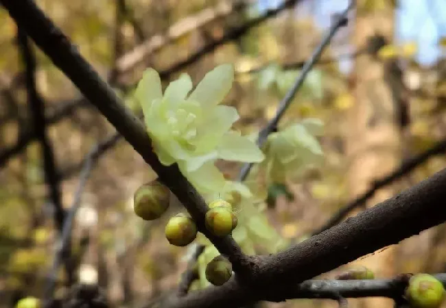 植物常识问题|梅花十大稀有品种