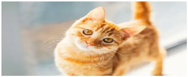 猫咪怕什么气味 | 农业常识