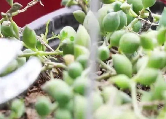 植物常识问题|佛珠吊兰如何扦插养护