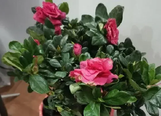 植物常识问题|杜鹃花换盆前如何进行修剪
