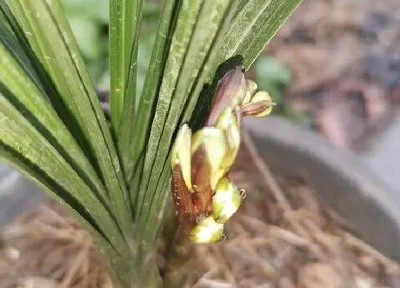 植物常识问题|初夏如何给兰花追肥避免烧根