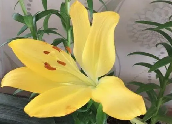 植物常识问题|过生日送百合花代表什么意思 朋友生日送百合花的寓意