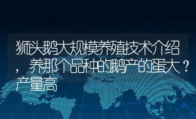 狮头鹅大规模养殖技术介绍,养那个品种的鹅产的蛋大？产量高 | 养殖常见问题