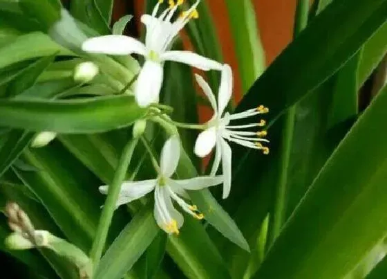 植物常识问题|吊兰如何养护开花  需要满足哪些条件