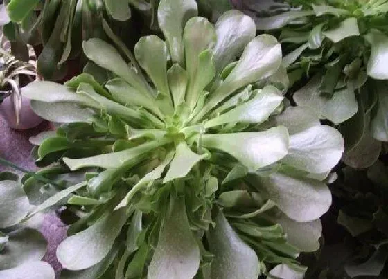 植物常识问题|玉龙观音的扦插方法