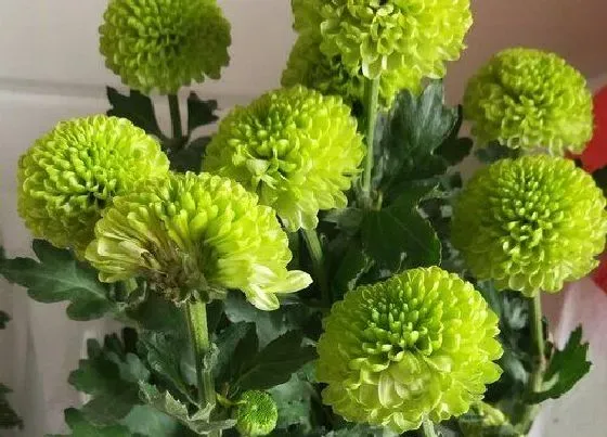 植物常识问题|菊花品种有哪些