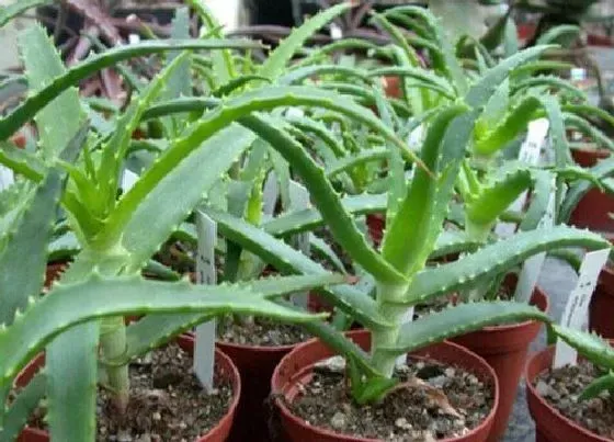 植物常识问题|强烈推荐的一款家庭必养植物--芦荟