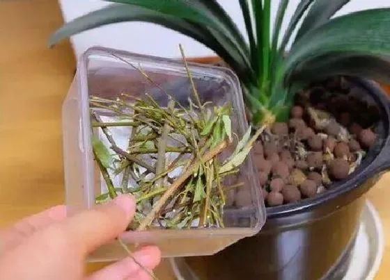 植物常识问题|柳枝水如何浇灌兰花