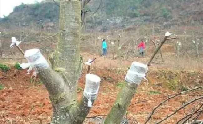 植物常识问题|嫁接花木用什么东西固定捆绑（嫁接花木多长时间拆掉包装）