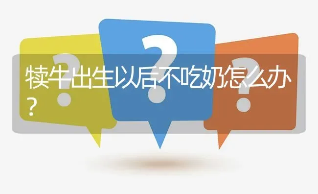 犊牛出生以后不吃奶怎么办? | 养殖问题解答