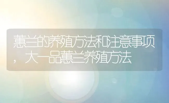 蕙兰的养殖方法和注意事项,大一品蕙兰养殖方法 | 养殖常见问题