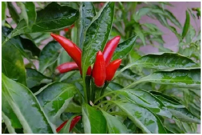 朝天椒种植需要大量养分，应该如何进行肥水管理？ | 农业常识