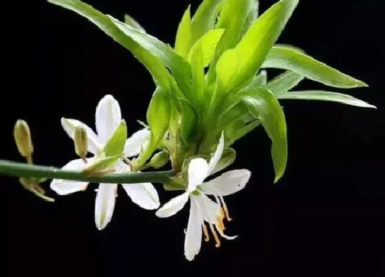 植物常识问题|吊兰如何养护开花  需要满足哪些条件